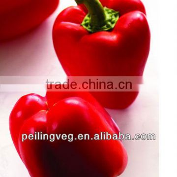 New Red Round Sweet Pepper Exporter from Shougung