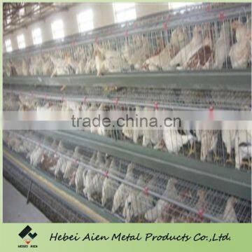 automatic system brolier chicken cage