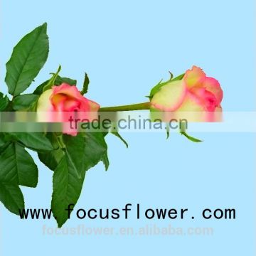long life high quality grand gala roses hopeshow in good service without middleman