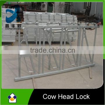Massive supply cow head lock