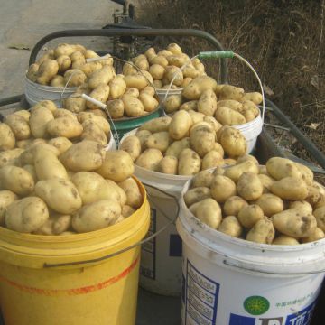 fresh potato,100g-150g,lowest price in china factory