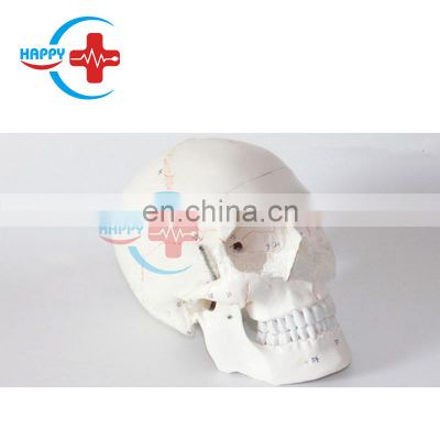 HC-S206A Hot sales Medical  Human skull anatomical model ,Anatomical human skull model