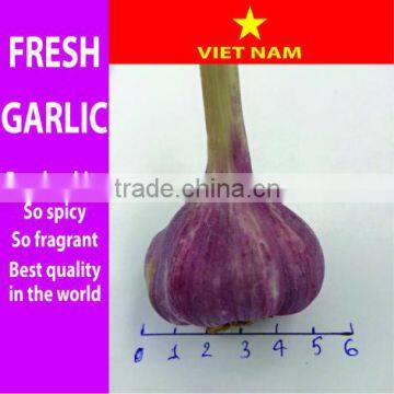 Fresh Garlic - grown by Vietnam farmers