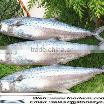18-20cm+ frozen pacific horse mackerel