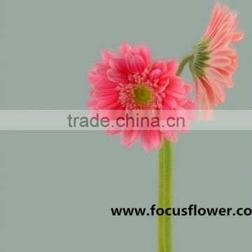Real touch flowers pink gerbera flower honey gerbera in big discount from yunnan