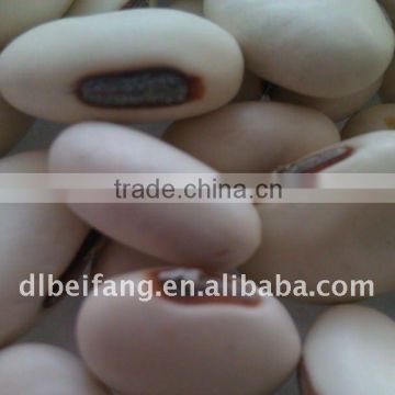 White Sword Beans 2011 crop, Yunnan origin, Hps)