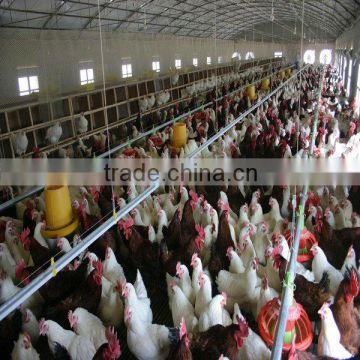 feeding system for breeder chicken