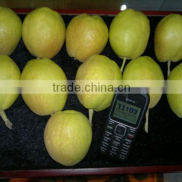 Korla pear factory direct supplier