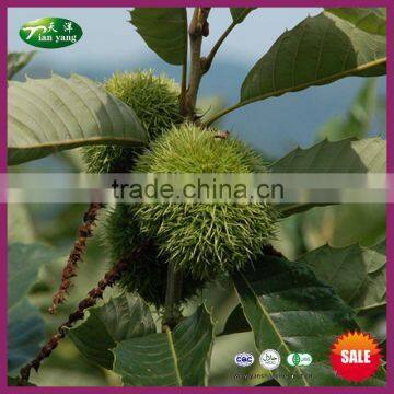 2015 New Crop Chinese Fresh Best Sale Health Chestnut