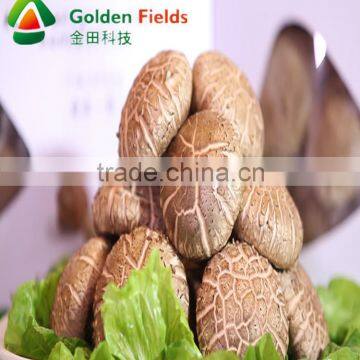 factory price wholesale shiitake mushroom spawn logs