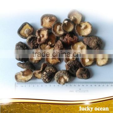 Dried Mushroom 3-4cm cut root