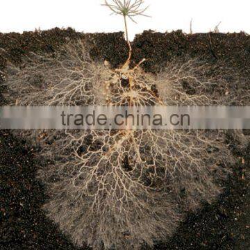 Vesicular Arbuscular Micorrhizae
