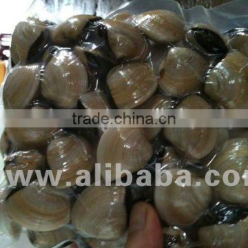 Frozen Whole Raw Clam