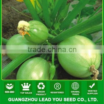 MSQ08 Gaoyuan tall-round greenhouse zucchini seeds, hybrid squash seeds f1
