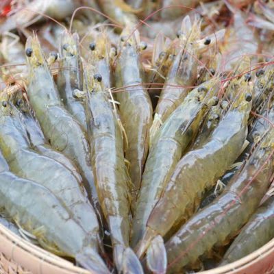 2021 New Product Fresh Whiteshrimp Prawns Natural Frozen Vannamei Shrimp
