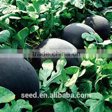 SX No.3 big black seedless watermelon seeds for sale