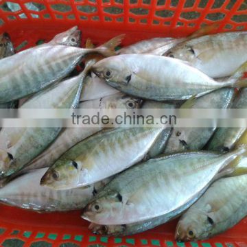 FROZEN WHOLE YELLOWTAIL SCAD - HIGH QUALITY