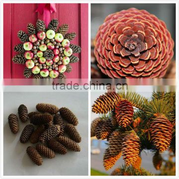 Christmas Decoration Natural Glitter Pinecone