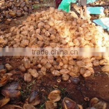 A grade matured fresh coconuts from kerala