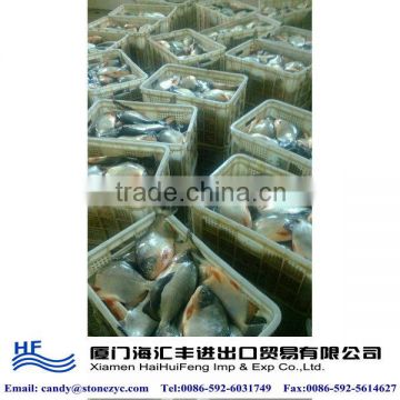 Frozen Fish Company in China