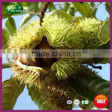 New Crop Fresh Chinese Yanshan Chestnut Bulk Organic Raw Nuts with Shell for Sale