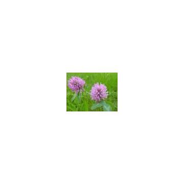 Red Clover Extract 8%/1%Isoflavone/Biochanin A