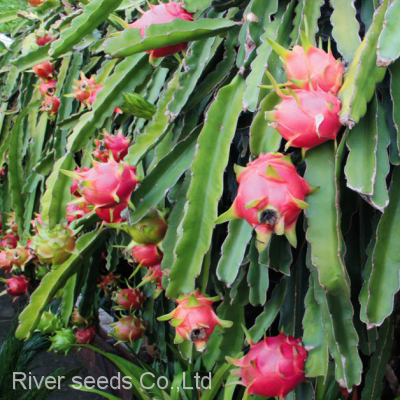 50g Chinese tropical fruit seeds hybrid red dragon fruit seed for planting