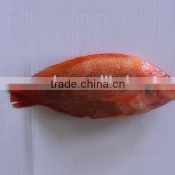 China Frozen Red Tilapia on Sale