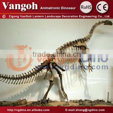 Professional Dinosaur Skeleton Manufacturer