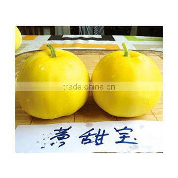 Hybrid sweet melon for growing-Yellow sweet treasure