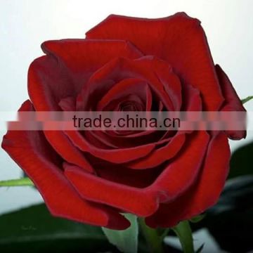Best sales and beautifual fresh cut flowers in alibaba