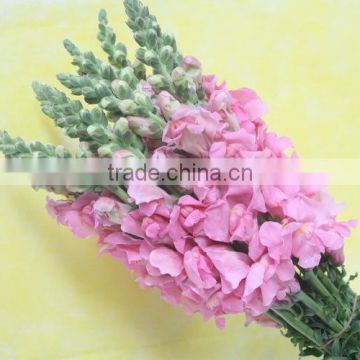 Diversified in packaging factory direct pink flower