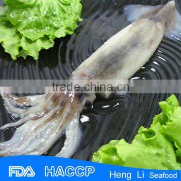 HL0088 sea frozen illex squid