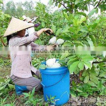 China Supply Food Grade Custom Made Protection Paper Guava Bag