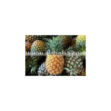 Fresh Pineapple DALL0000065