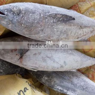 wholesale 1.5kg up frozen tuna fish for canned