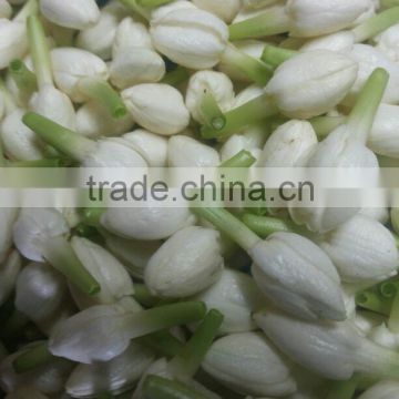 Jasmine Flower Exporters in India