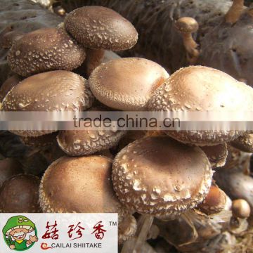 Free shipping premium fresh flower shiitake mushroom China spawn champignon mushroom cultivation