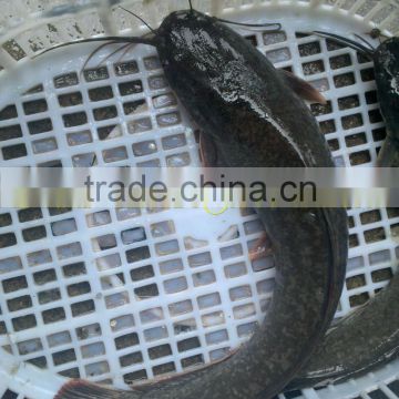 2016 new arrival fish frozen catfish whole round