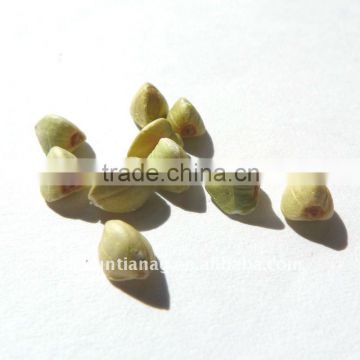 Green buckwheat kernels