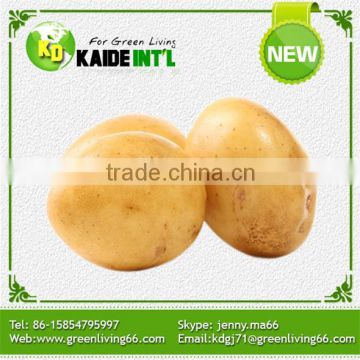 Best Quality Competitive Best Fresh Potato