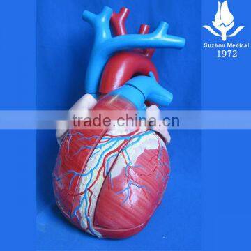 Heart model