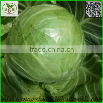 Turnip exporters/Fresh Cabbages