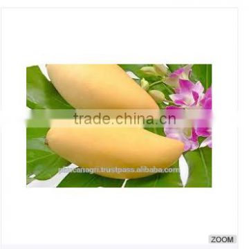 Vietnam Mango -VHT and irradiation treatment- (Cat Chu and Hoa Loc) with good price