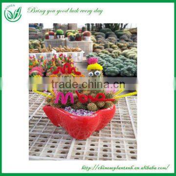 Cute Mammillaria Elongata Grated Cactus Plants