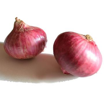 wholesale new fresh red onion with good price