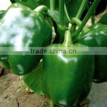 Asian bell pepper super quality seeds