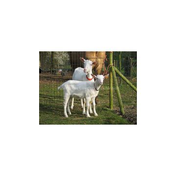 Live Boer Goats,Saanen Goats, Askanian Goats for Sale