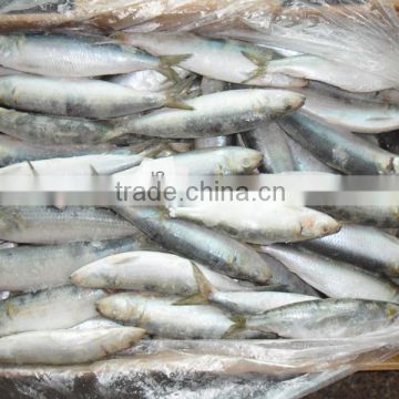 High quality WR frozen sardines packaging with woven bag