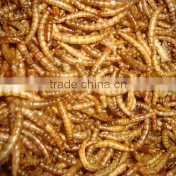 Original Taste dried Tenebrio molitor/dried mealworms/bread worms